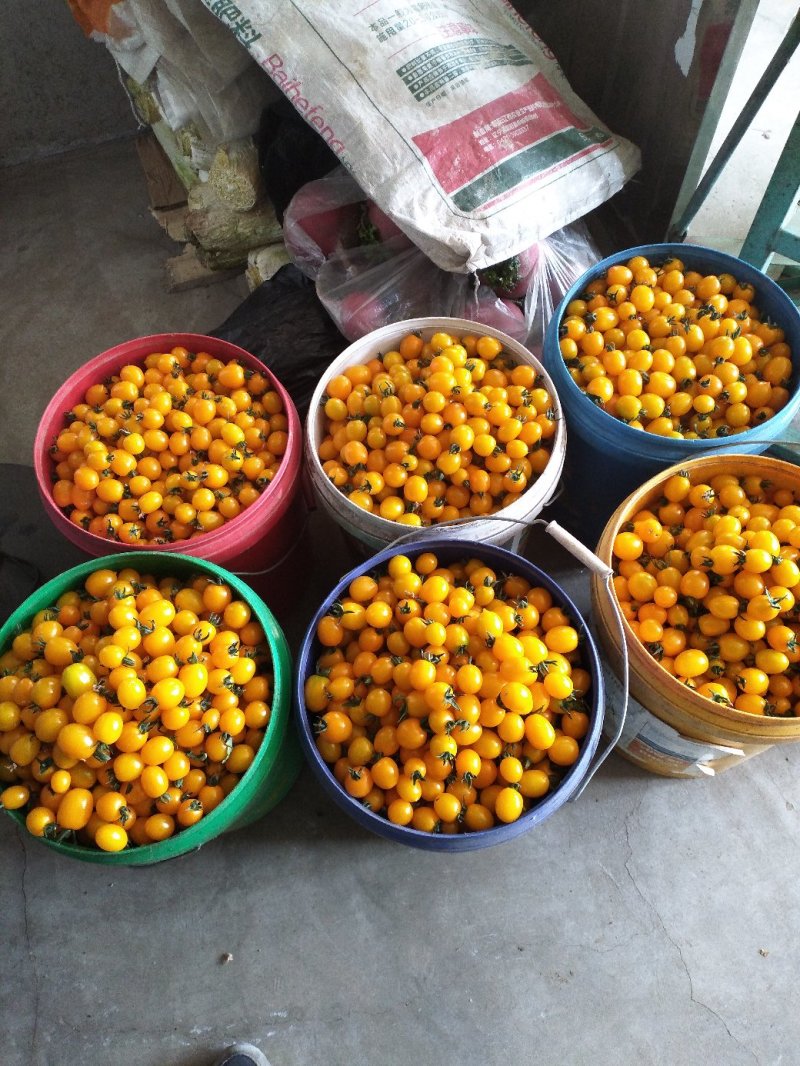 圣女果