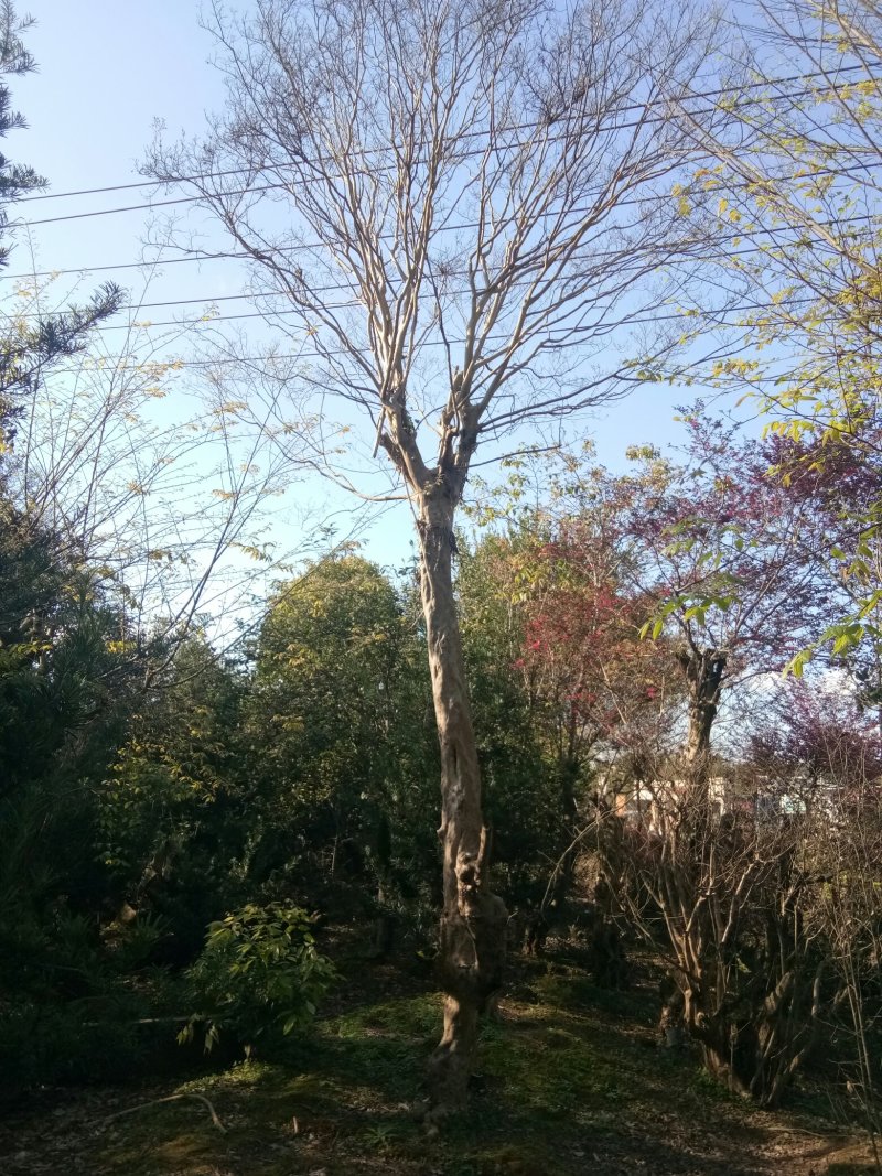 紫薇