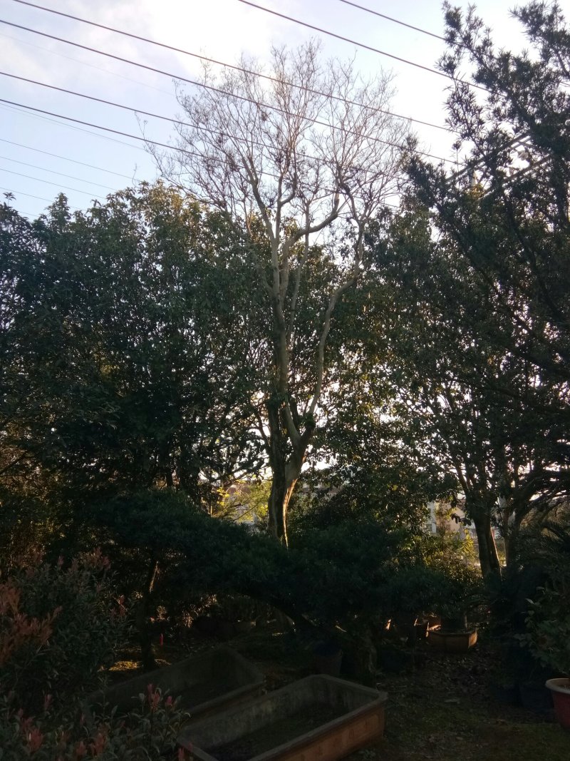 紫薇