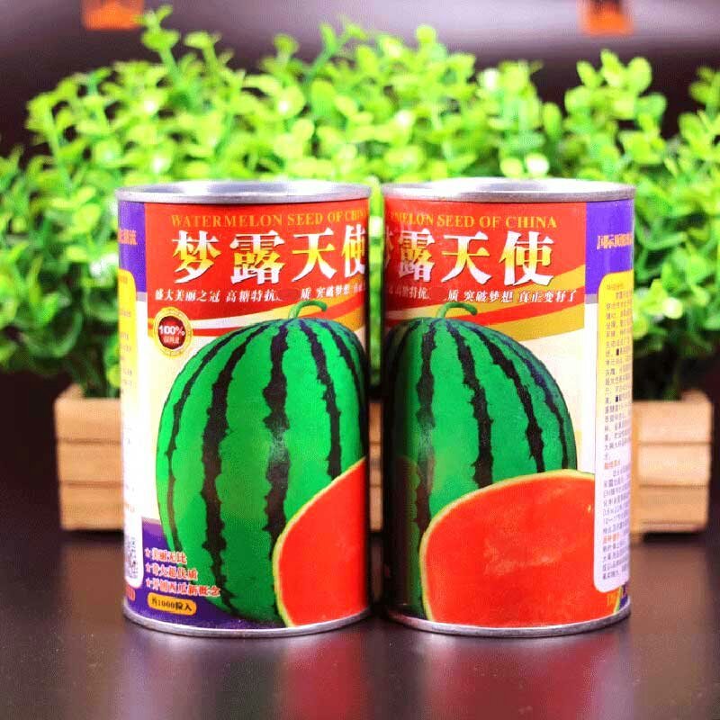 梦露天使高产西瓜种子耐重茬抗旱耐湿耐低温抗病性强