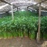 章丘鲍芹芹菜诚信经营，质量保证对接全国电商批发商市场