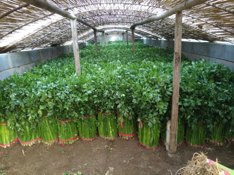 章丘鲍芹芹菜诚信经营，质量保证对接全国电商批发商市场
