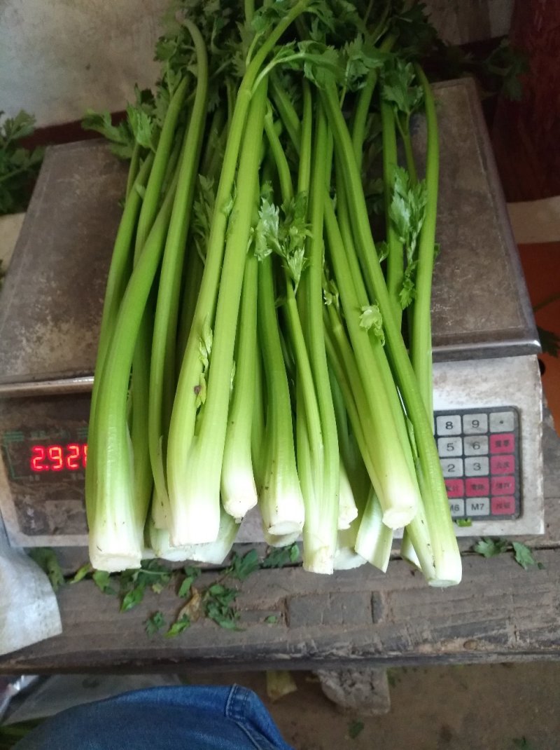 章丘鲍芹芹菜诚信经营，质量保证对接全国电商批发商市场