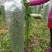 章丘鲍芹芹菜诚信经营，质量保证对接全国电商批发商市场