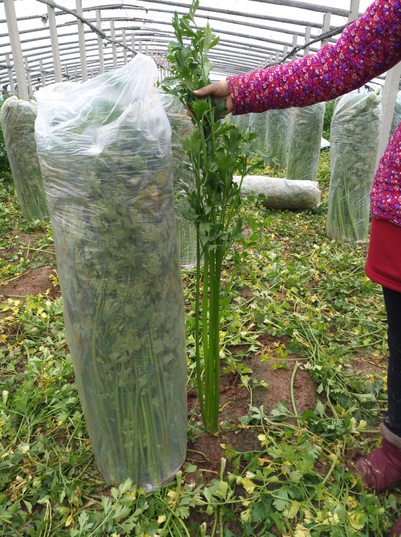 章丘鲍芹芹菜诚信经营，质量保证对接全国电商批发商市场