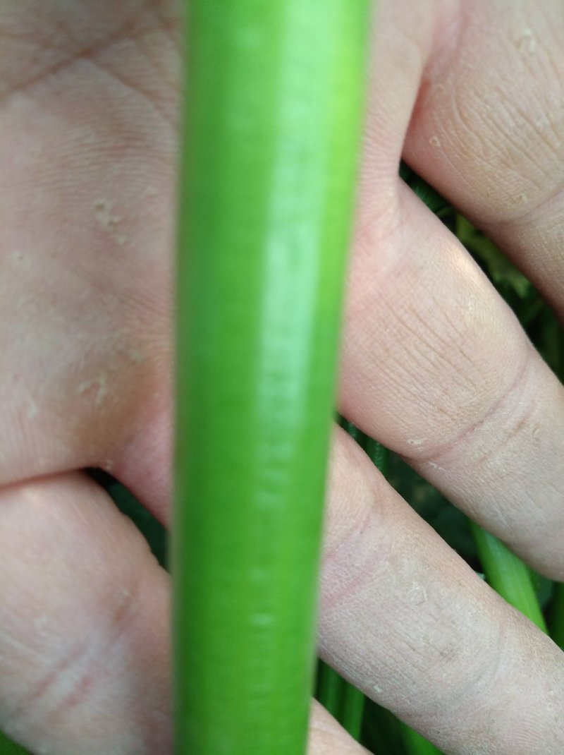 章丘鲍芹芹菜诚信经营，质量保证对接全国电商批发商市场