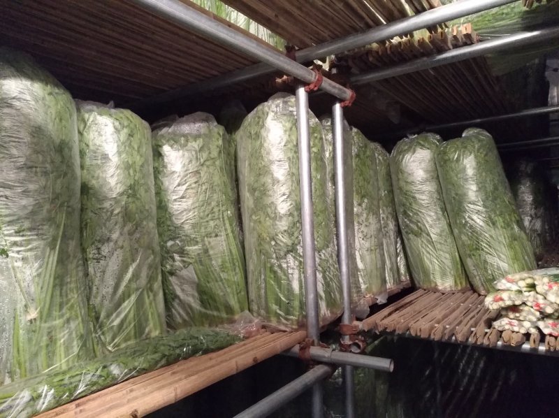 章丘鲍芹芹菜诚信经营，质量保证对接全国电商批发商市场
