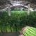 章丘鲍芹芹菜诚信经营，质量保证对接全国电商批发商市场