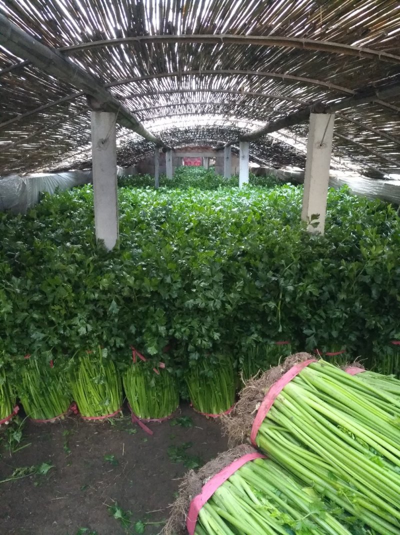 章丘鲍芹芹菜诚信经营，质量保证对接全国电商批发商市场