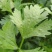 章丘鲍芹芹菜诚信经营，质量保证对接全国电商批发商市场