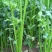 章丘鲍芹芹菜诚信经营，质量保证对接全国电商批发商市场