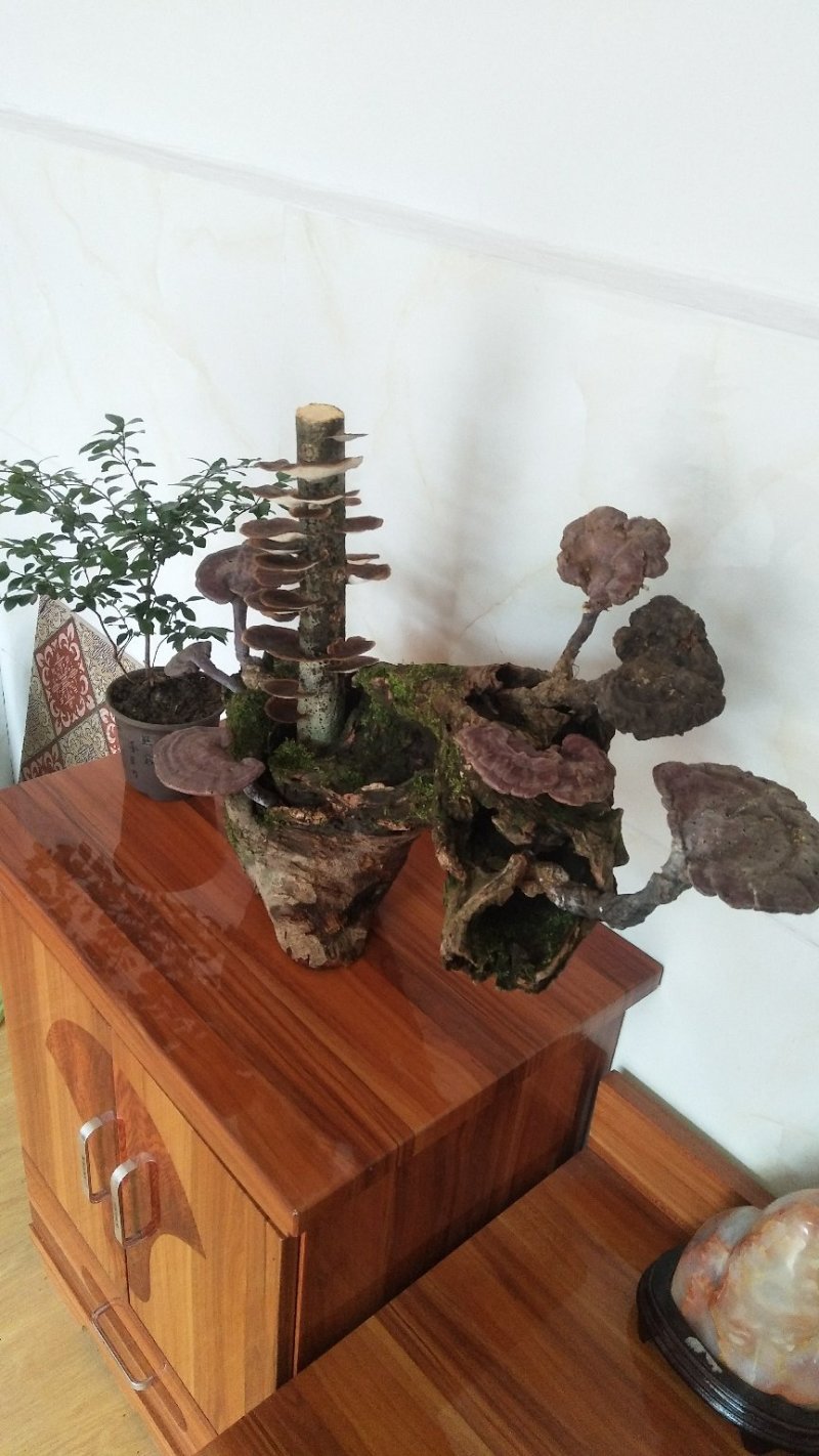 野生赤灵芝高端盆景摆件