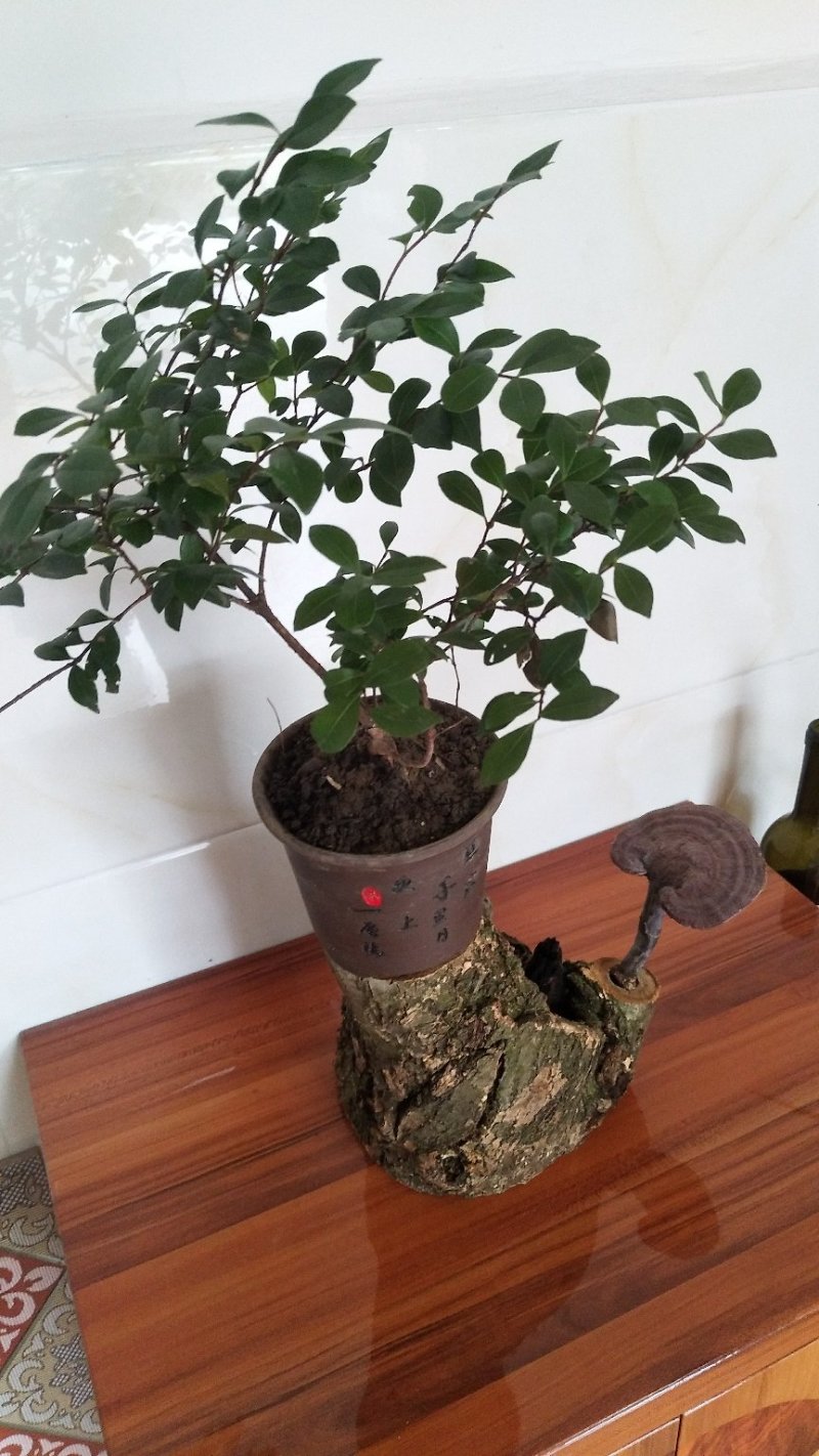 野生赤灵芝高端盆景摆件