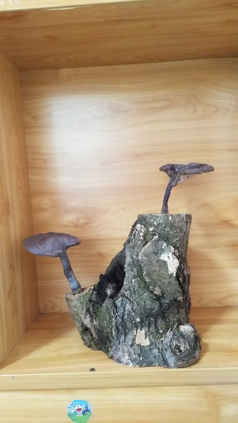 野生赤灵芝高端盆景摆件