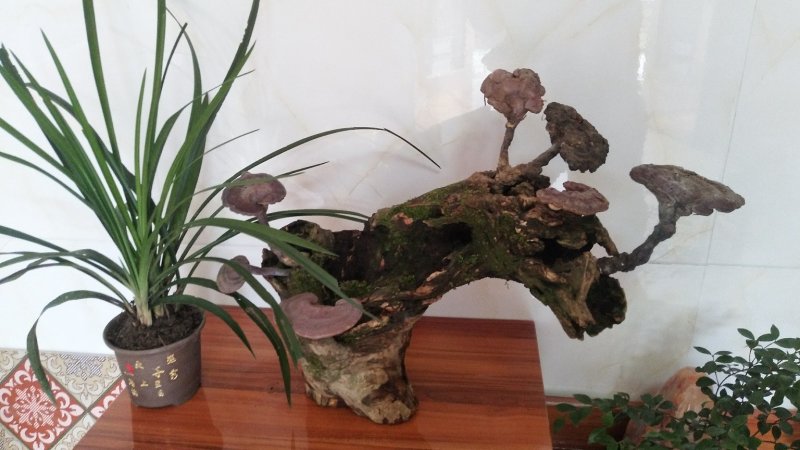 野生赤灵芝高端盆景摆件