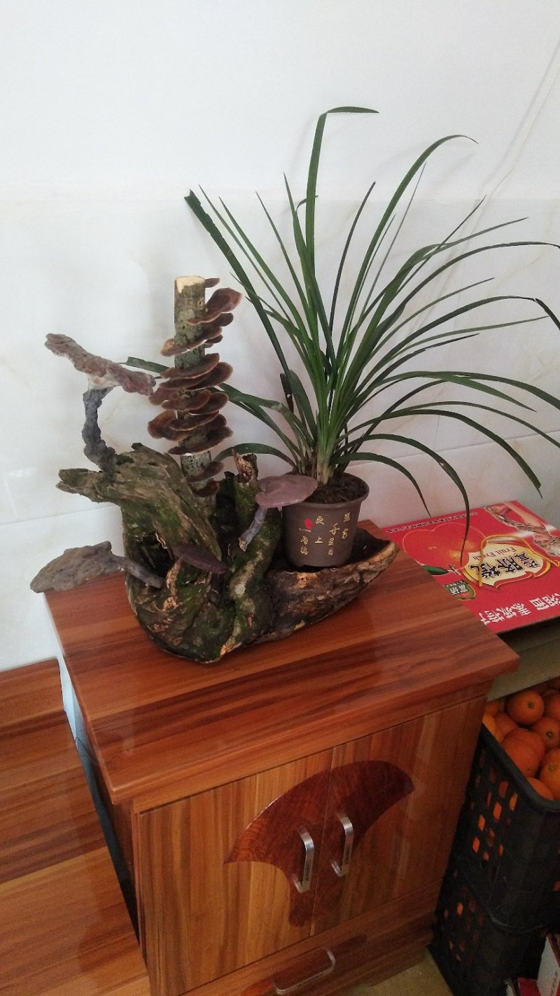 野生赤灵芝高端盆景摆件