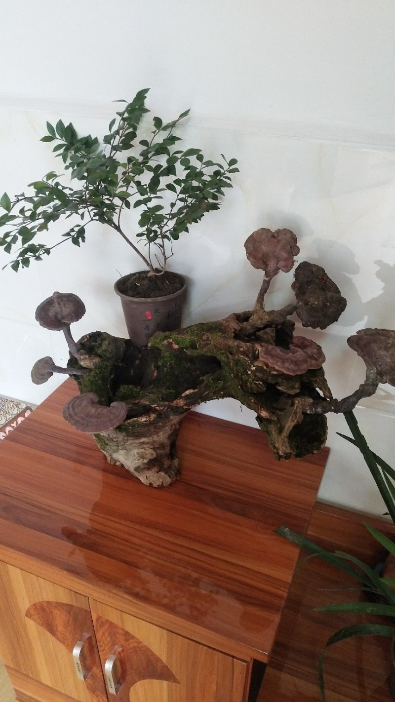 野生赤灵芝高端盆景摆件