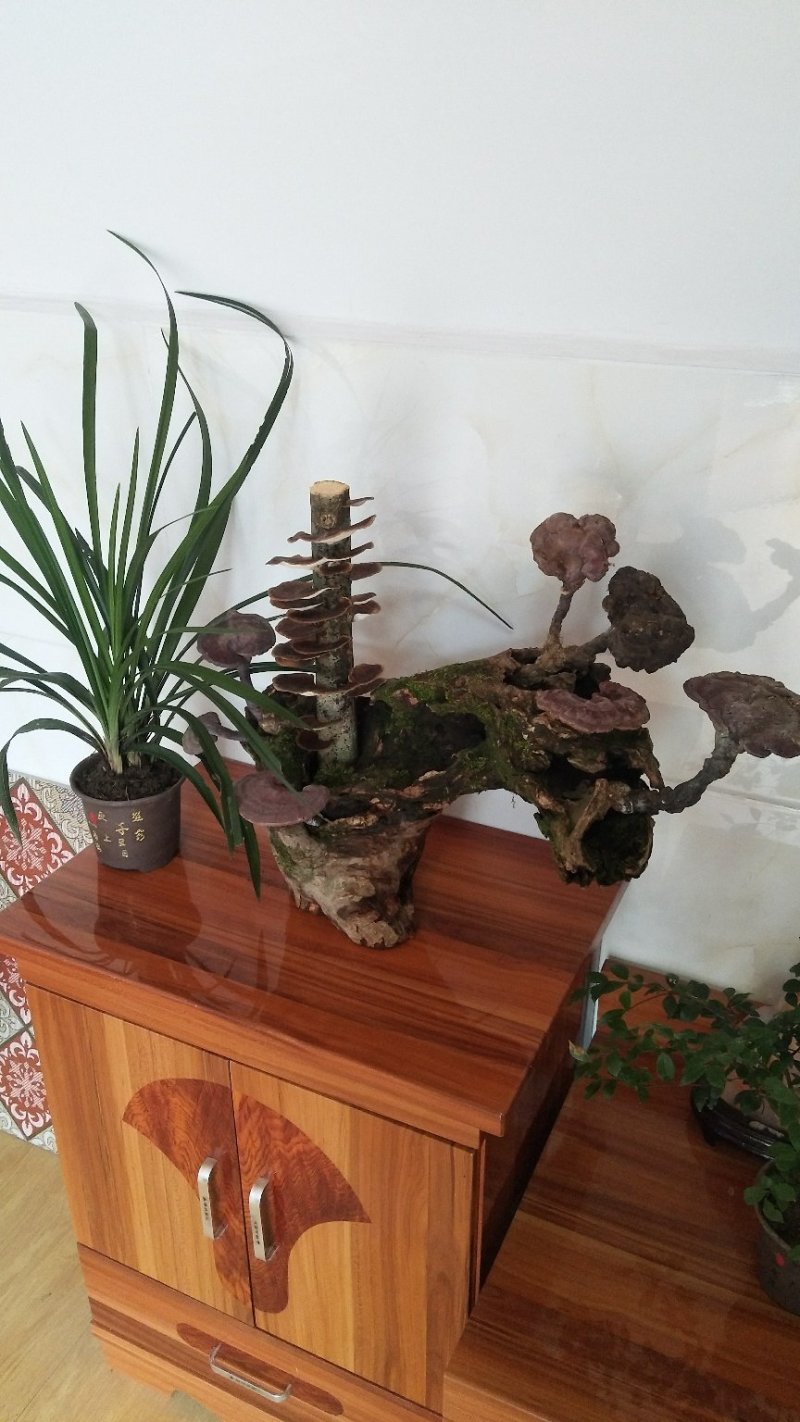 野生赤灵芝高端盆景摆件