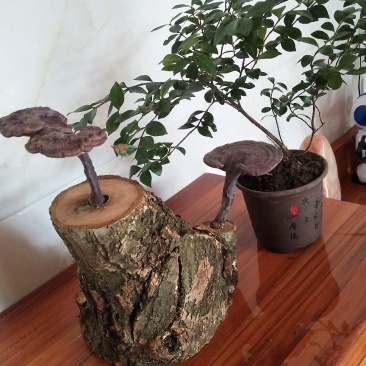 野生赤灵芝高端盆景摆件