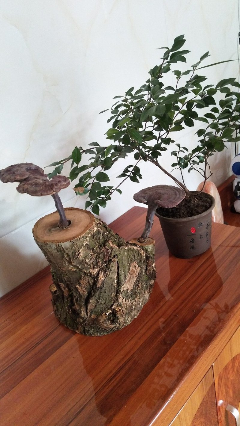 野生赤灵芝高端盆景摆件