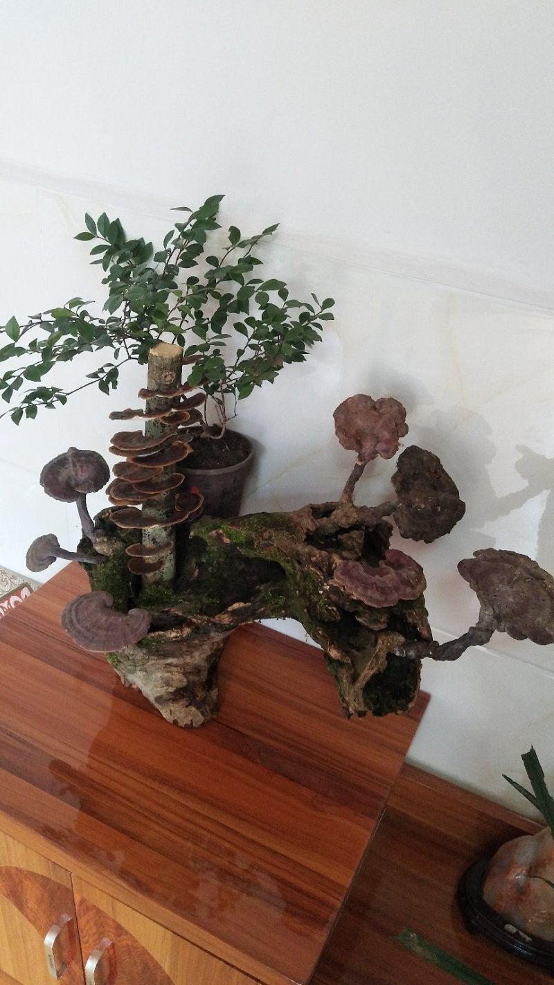 野生赤灵芝高端盆景摆件