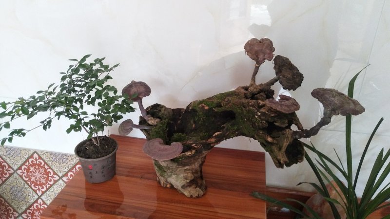 野生赤灵芝高端盆景摆件