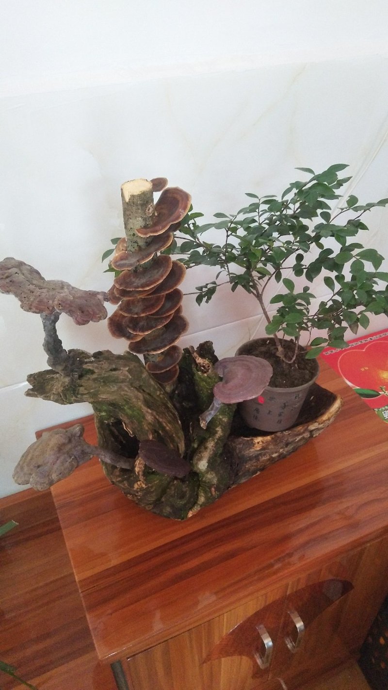 野生赤灵芝高端盆景摆件