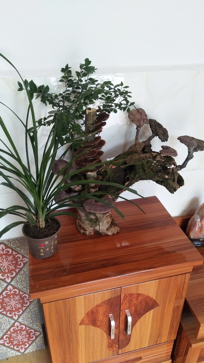 野生赤灵芝高端盆景摆件