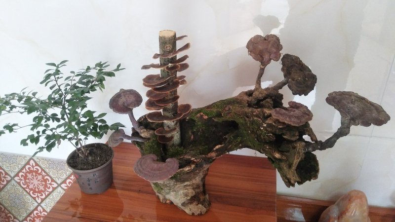 野生赤灵芝高端盆景摆件
