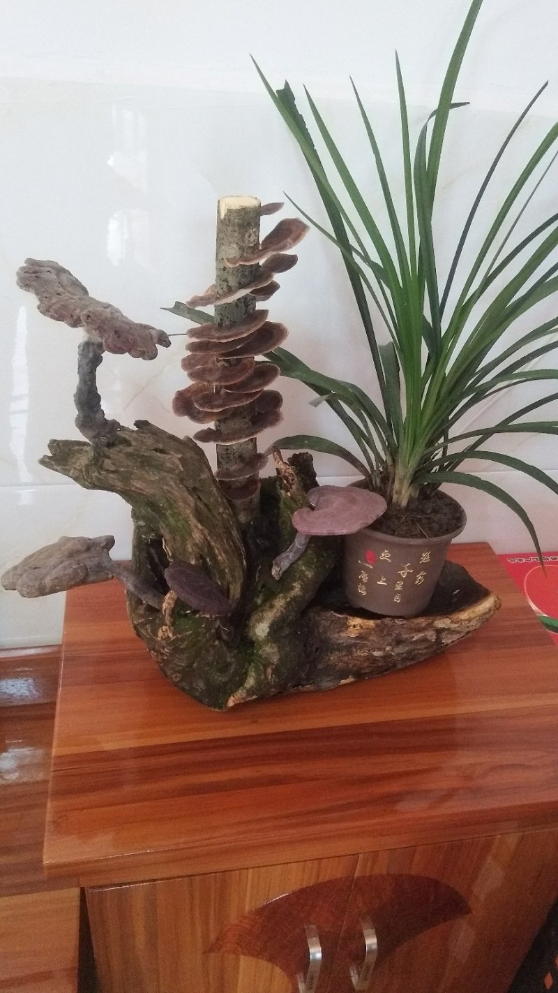 野生赤灵芝高端盆景摆件