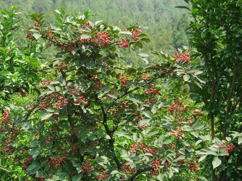 大红袍花椒苗1-3年苗保湿发货，根系发达，苗子健壮