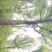 供应各种规格香樟树30公分
