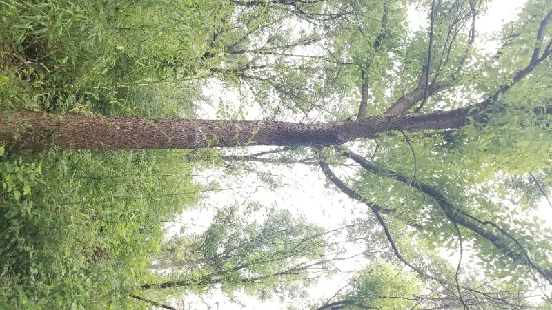 供应各种规格香樟树30公分
