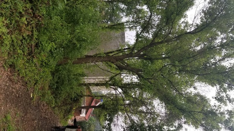 供应各种规格香樟树30公分