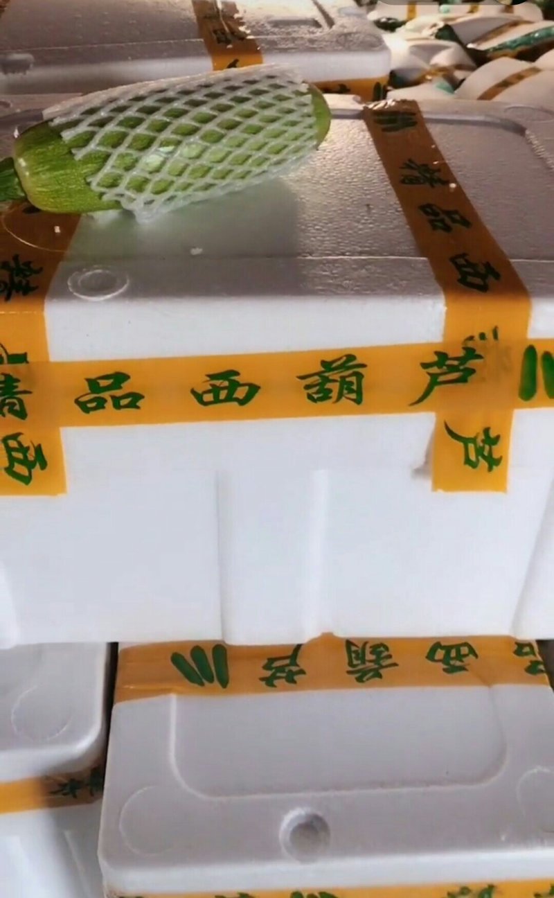 精品西葫芦大量上市中西葫瓜山东聊城油绿西葫芦