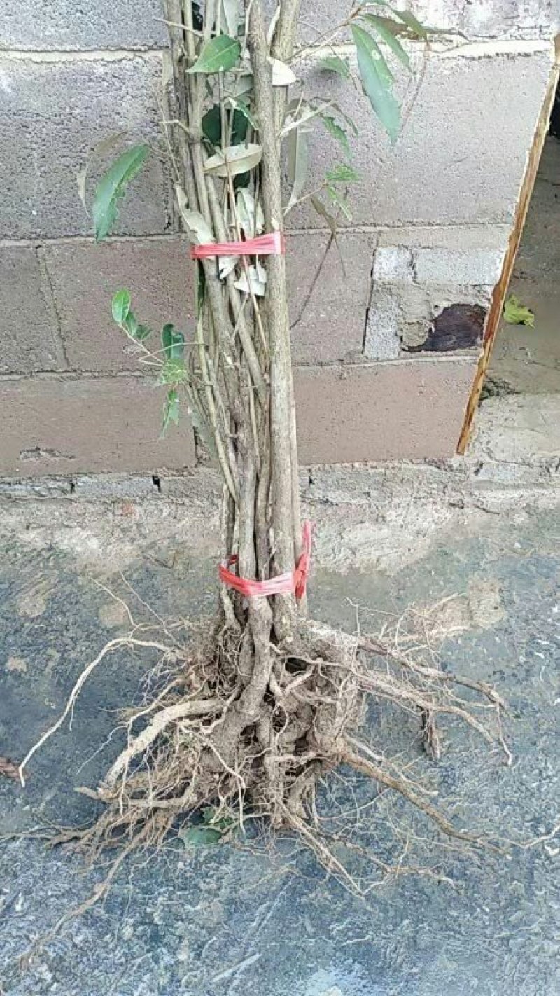 羊奶果苗