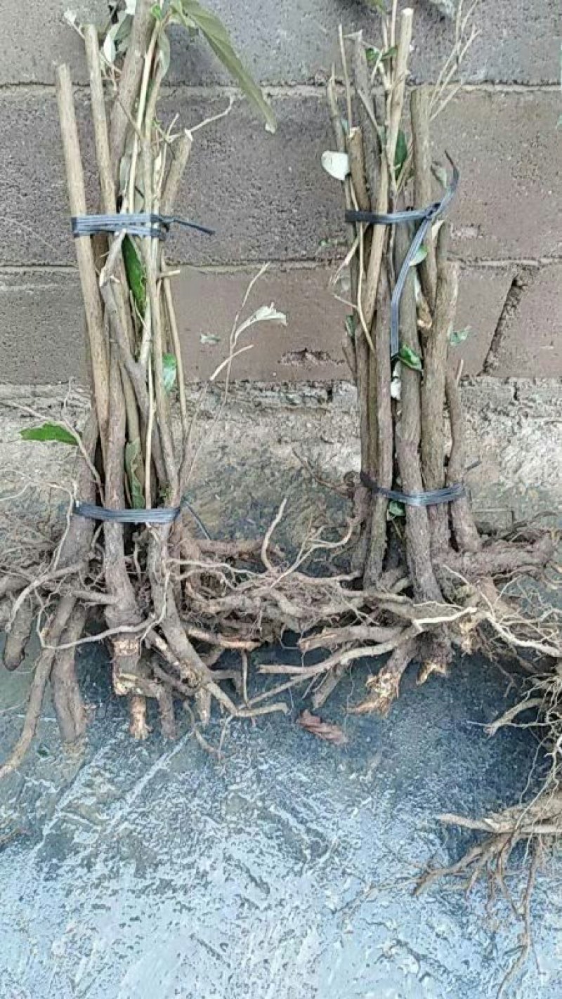 羊奶果苗
