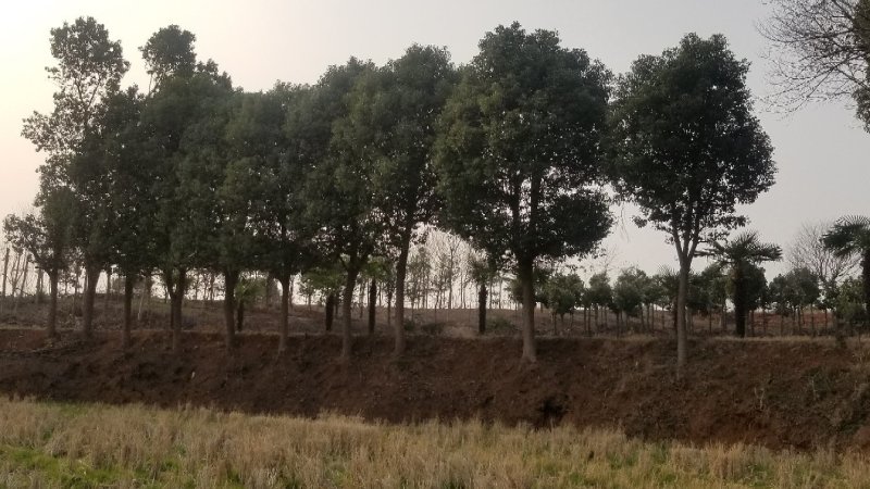 供应各种规格香樟树30公分