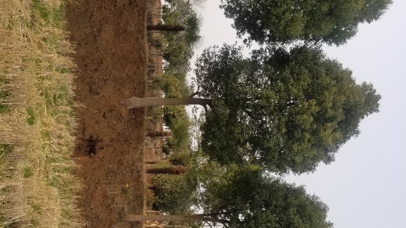 供应各种规格香樟树30公分