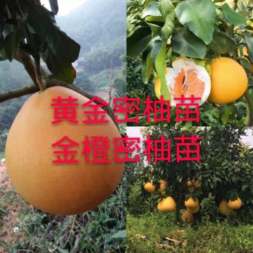黄金3号密柚苗金橙密柚子苗基地现货