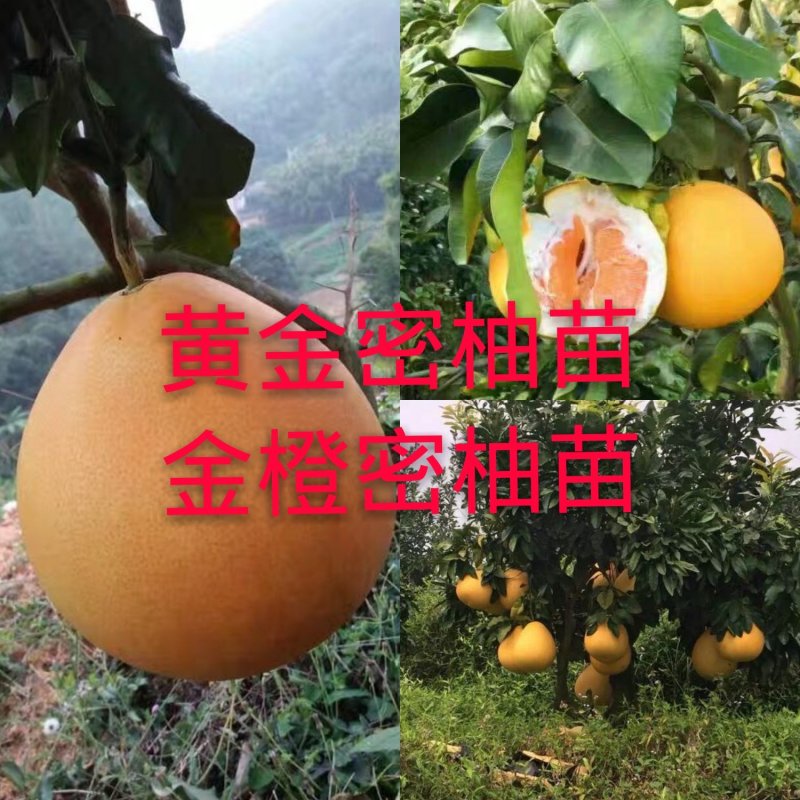 黄金3号密柚苗金橙密柚子苗基地现货