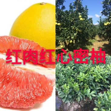 广西容县红心密柚苗，红肉密柚苗，沙田柚苗，品种纯正