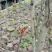 红香椿芽