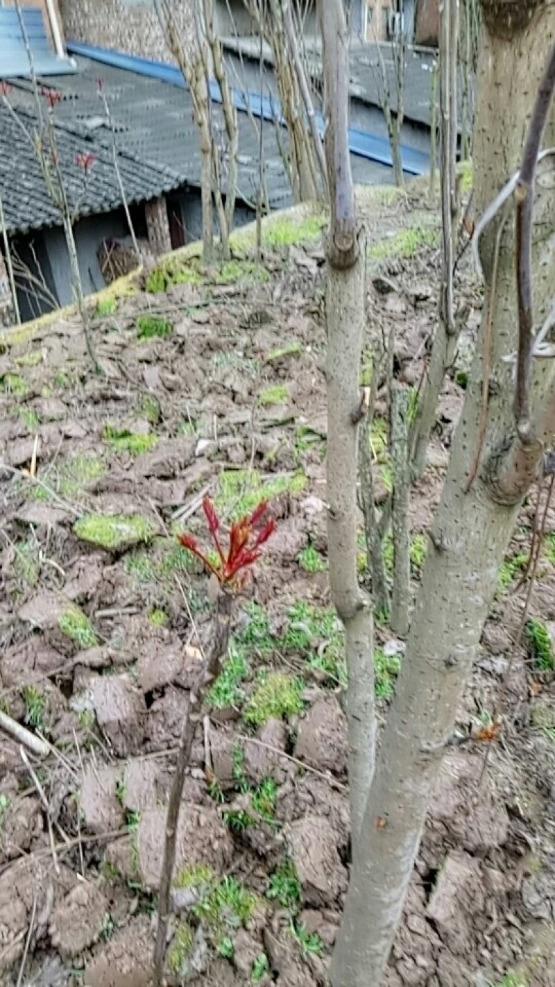 红香椿芽