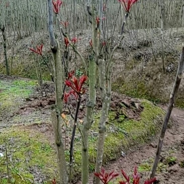 红香椿芽