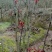 红香椿芽