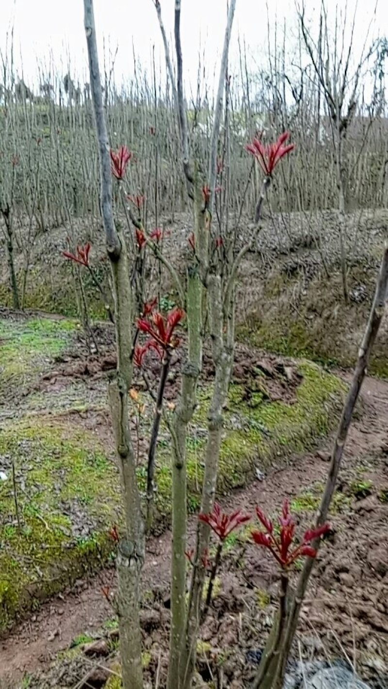 红香椿芽