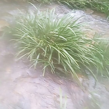 石昌蒲盆栽苗