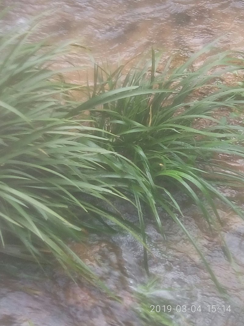 石昌蒲盆栽苗