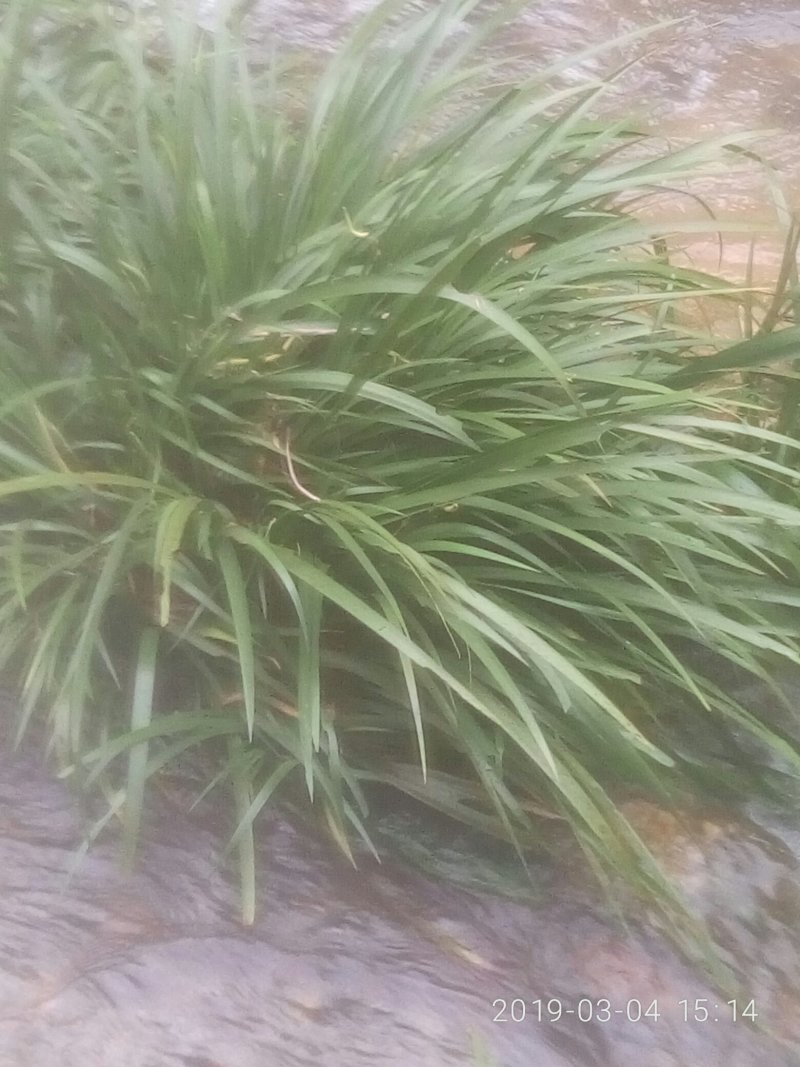 石昌蒲盆栽苗